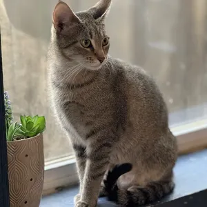Calliope