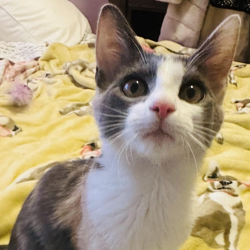 Petunia