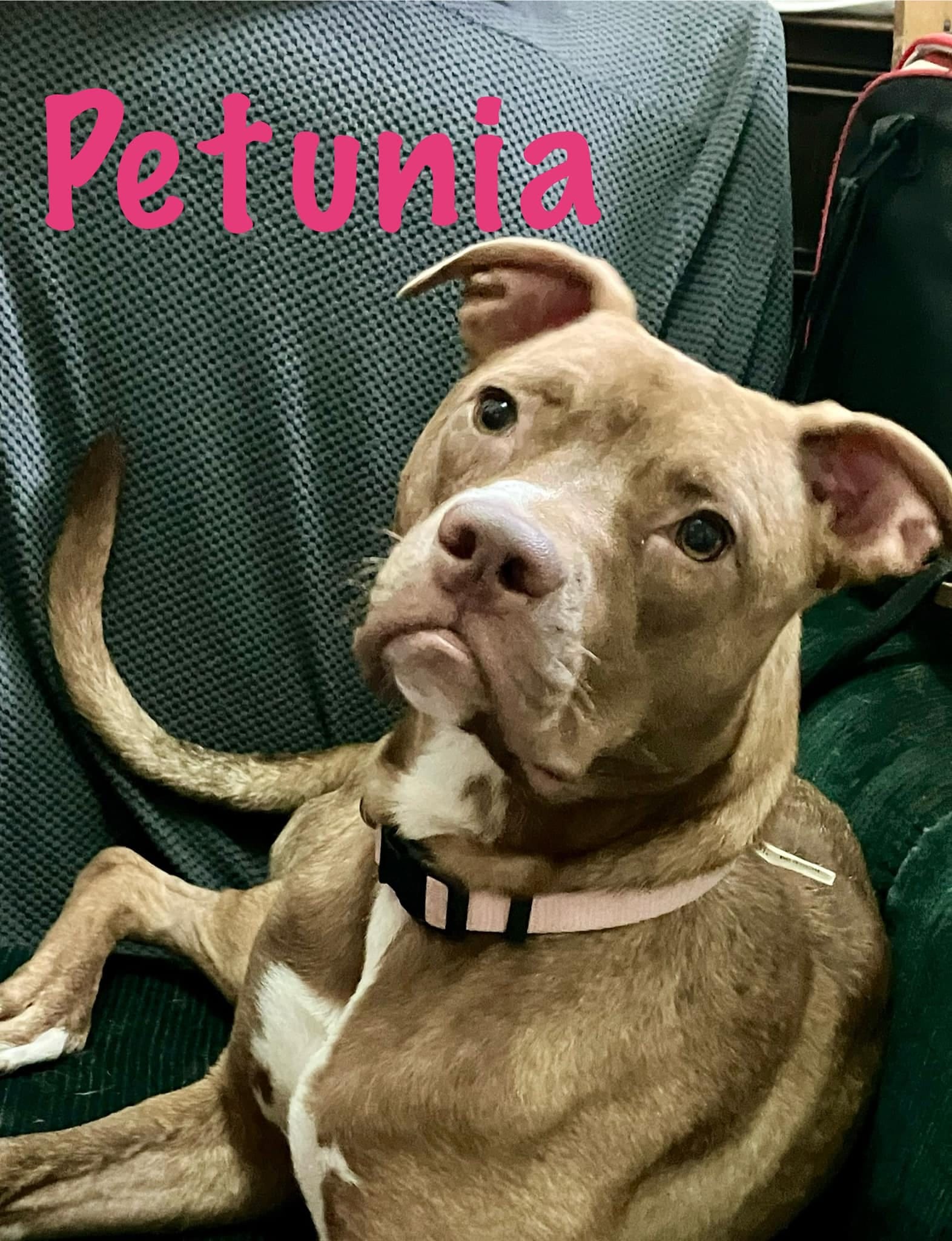 Petunia