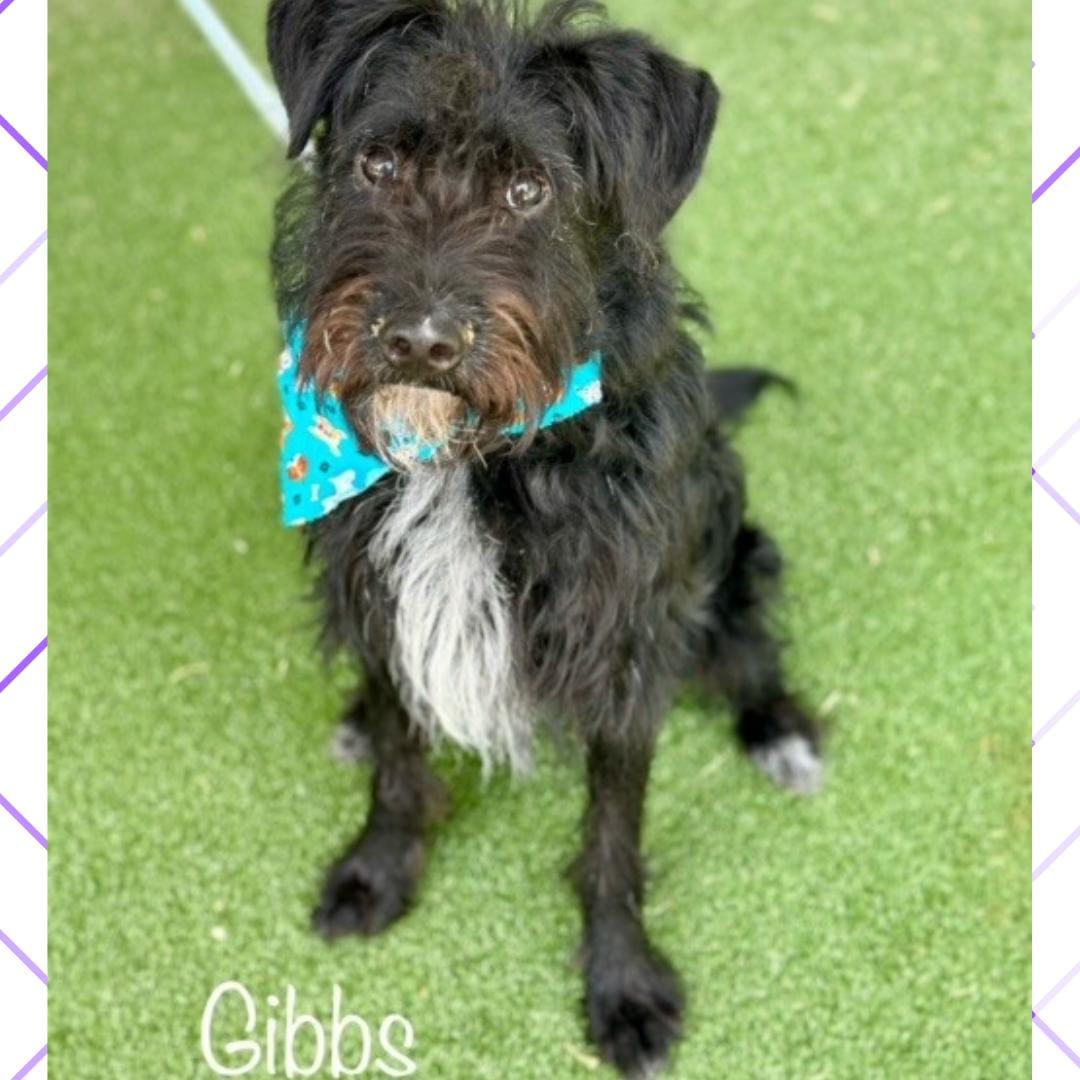 GIBBS