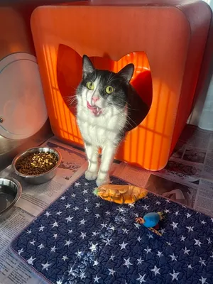 Marmalade