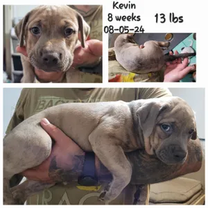 Kevin