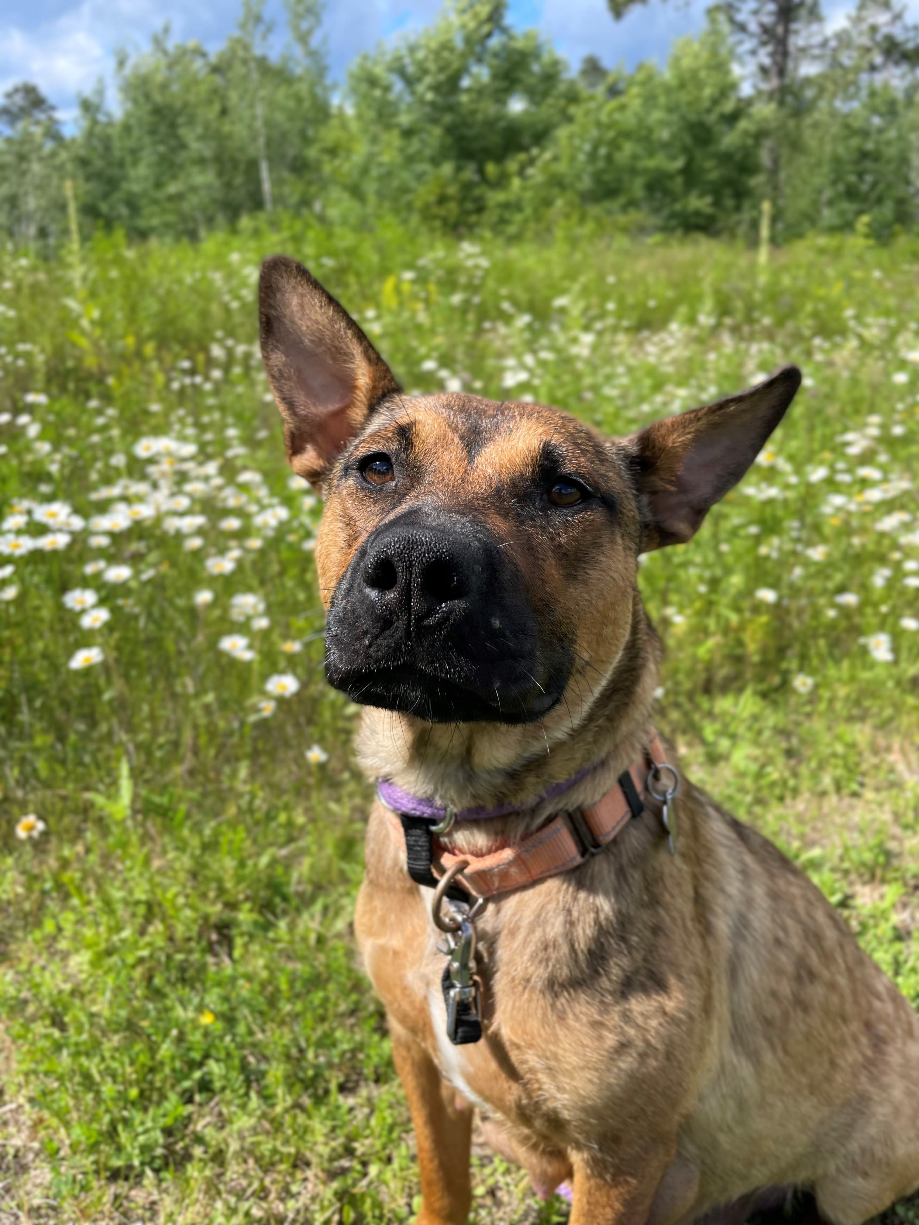 Josie