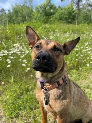 Josie