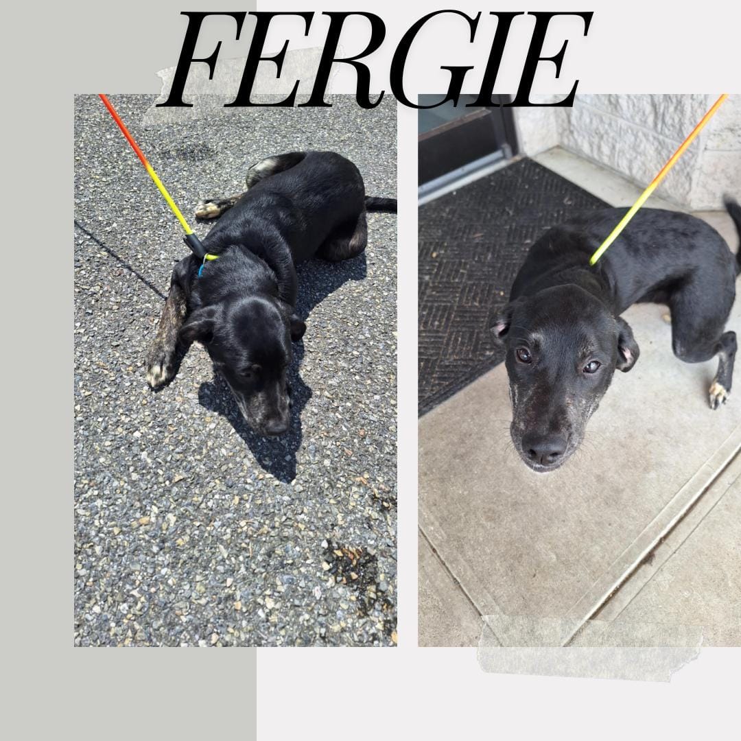 Fergie