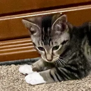 Rascal