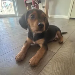 Cosmo