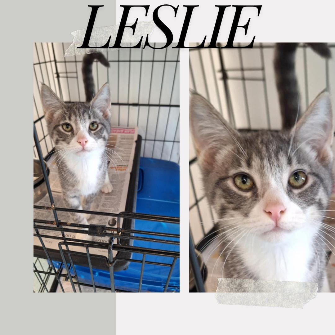 Leslie