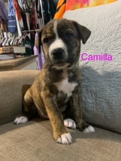 Camilla