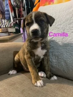Camilla