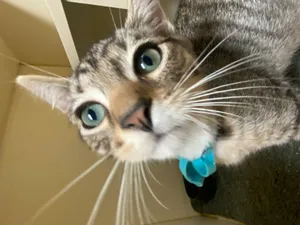 Darwin