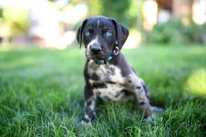 Catahoula puppies!