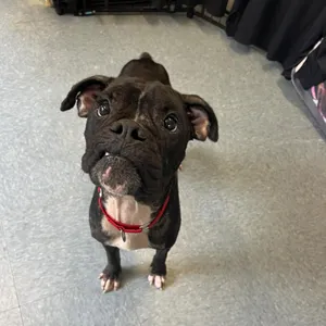 Vinnie