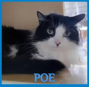 POE