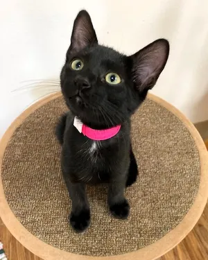 Holly