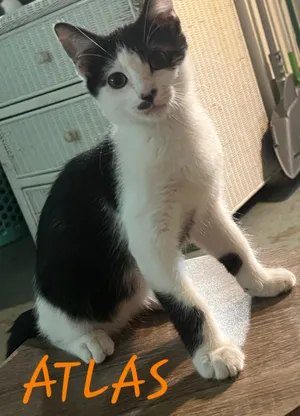 Atlas