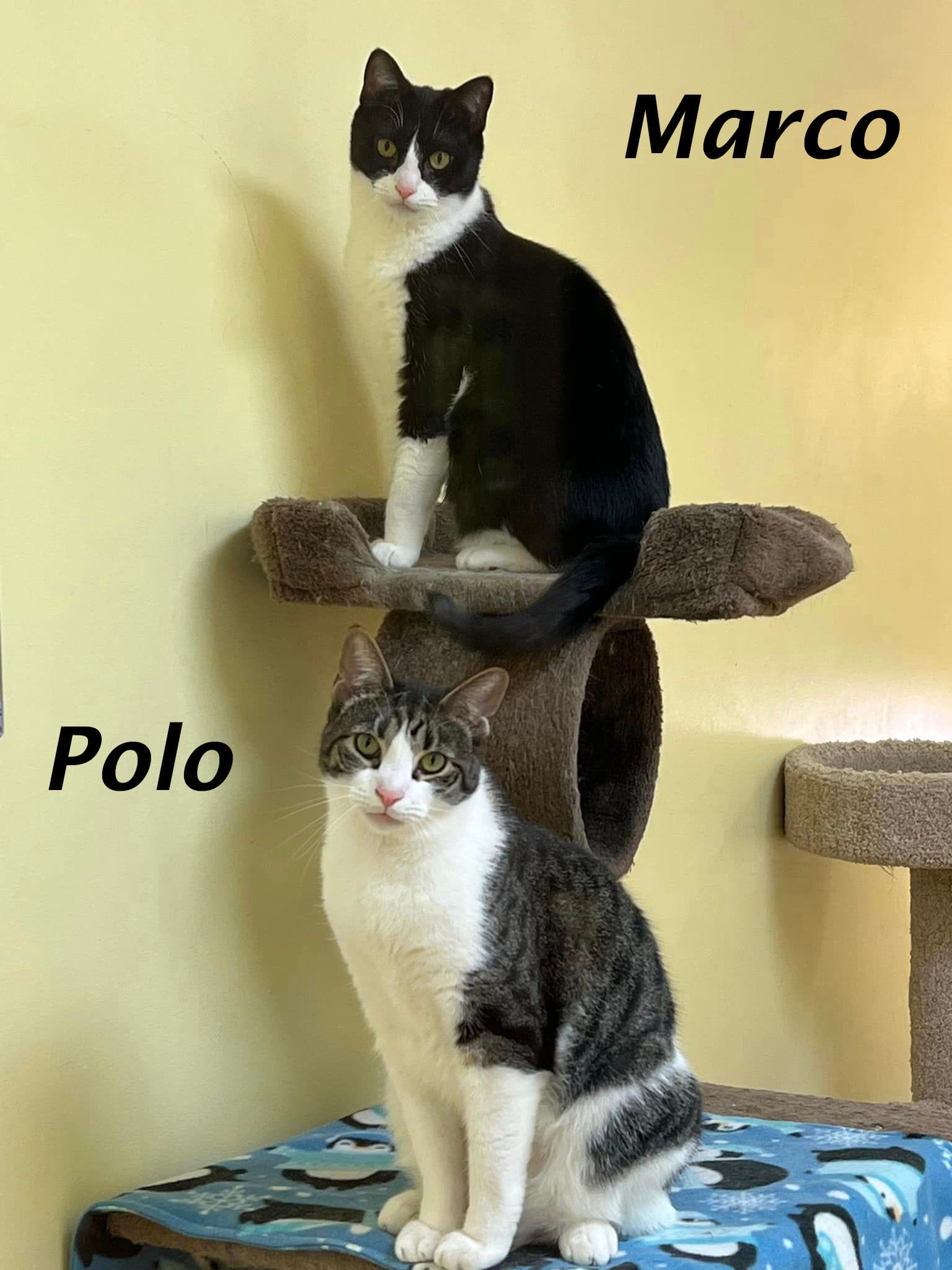 Polo
