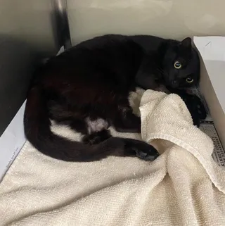 BONITA