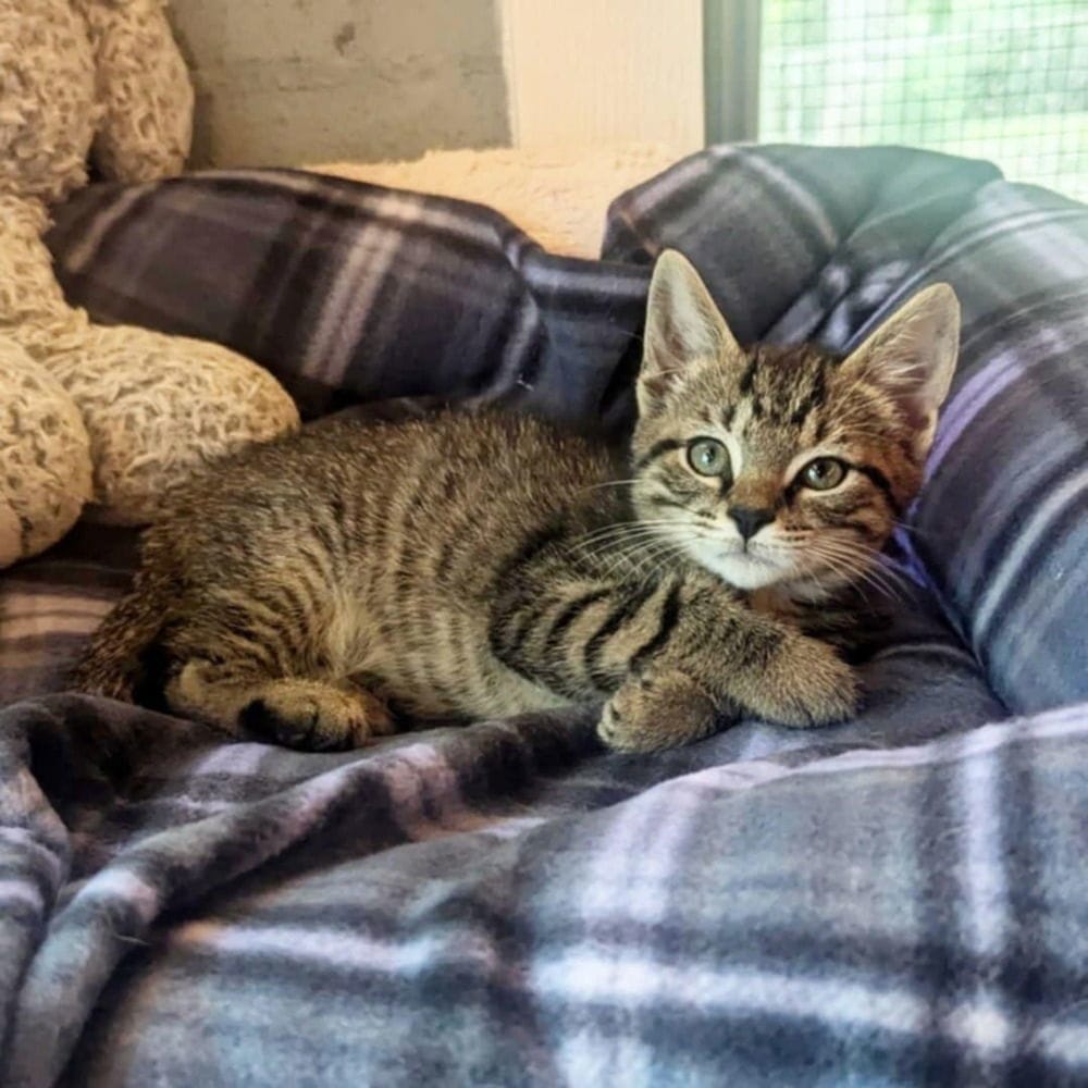 Franklin