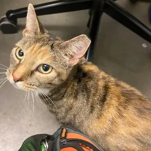 Cali
