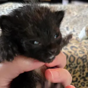 Kitten 2