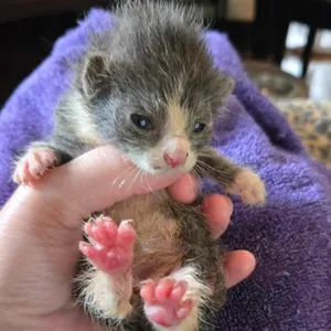 Kitten 1