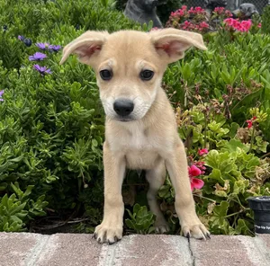 Biscotti