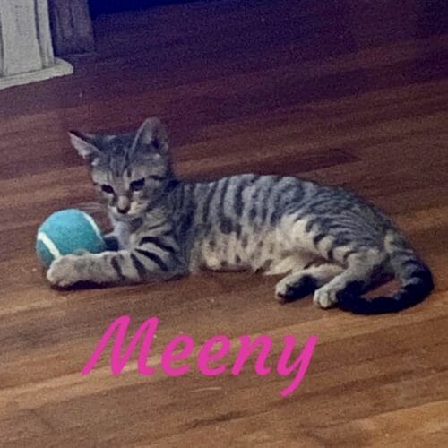 Meeny