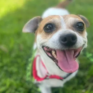 Wishbone
