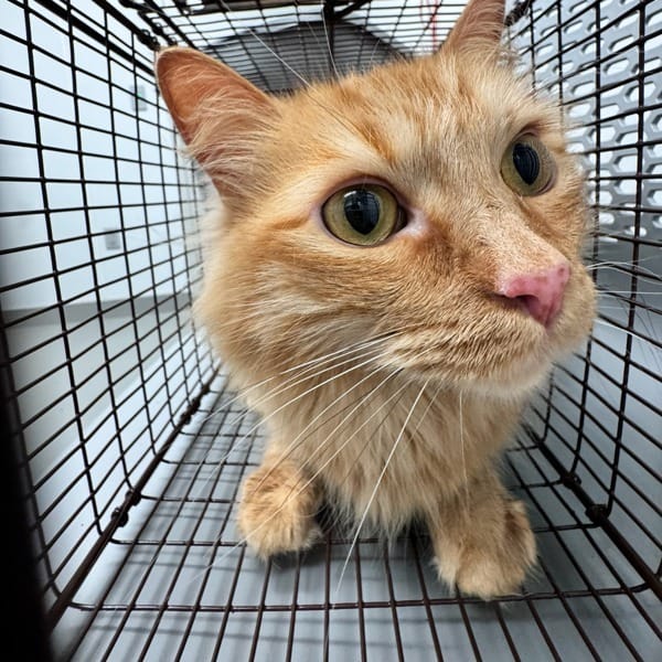 Koa