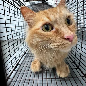 Koa