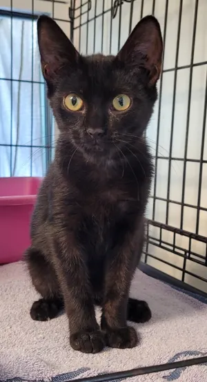 Esmeralda