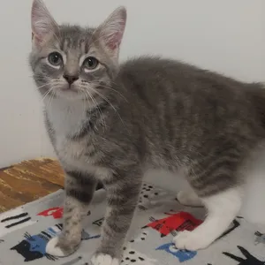 Gilbert