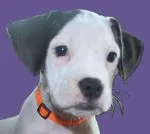 Tater