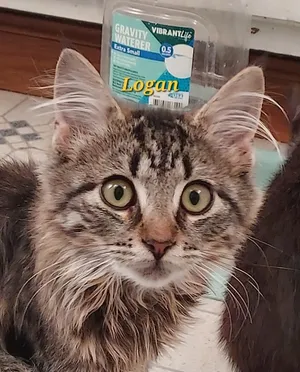 Logan