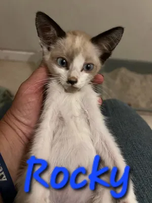 Rocky