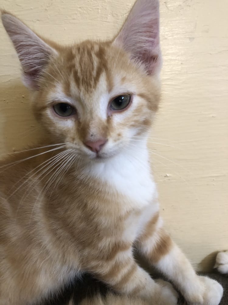 Duke