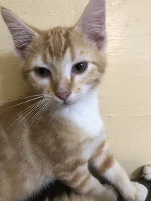 Duke