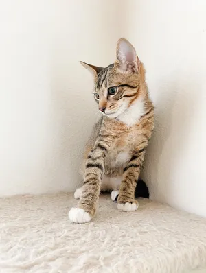 Hunter