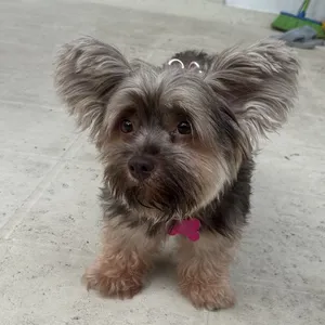 Muppet