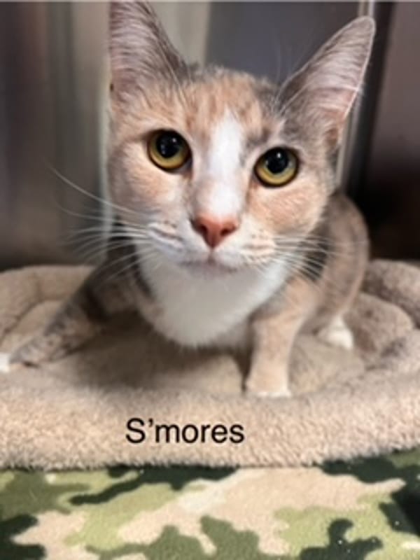 Smores