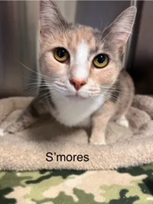 Smores