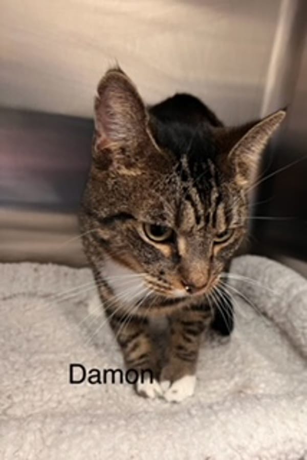 Damon