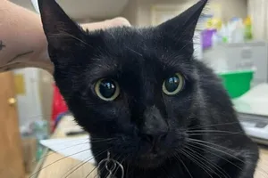 Jiji