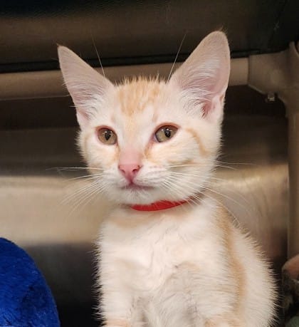 Bowie