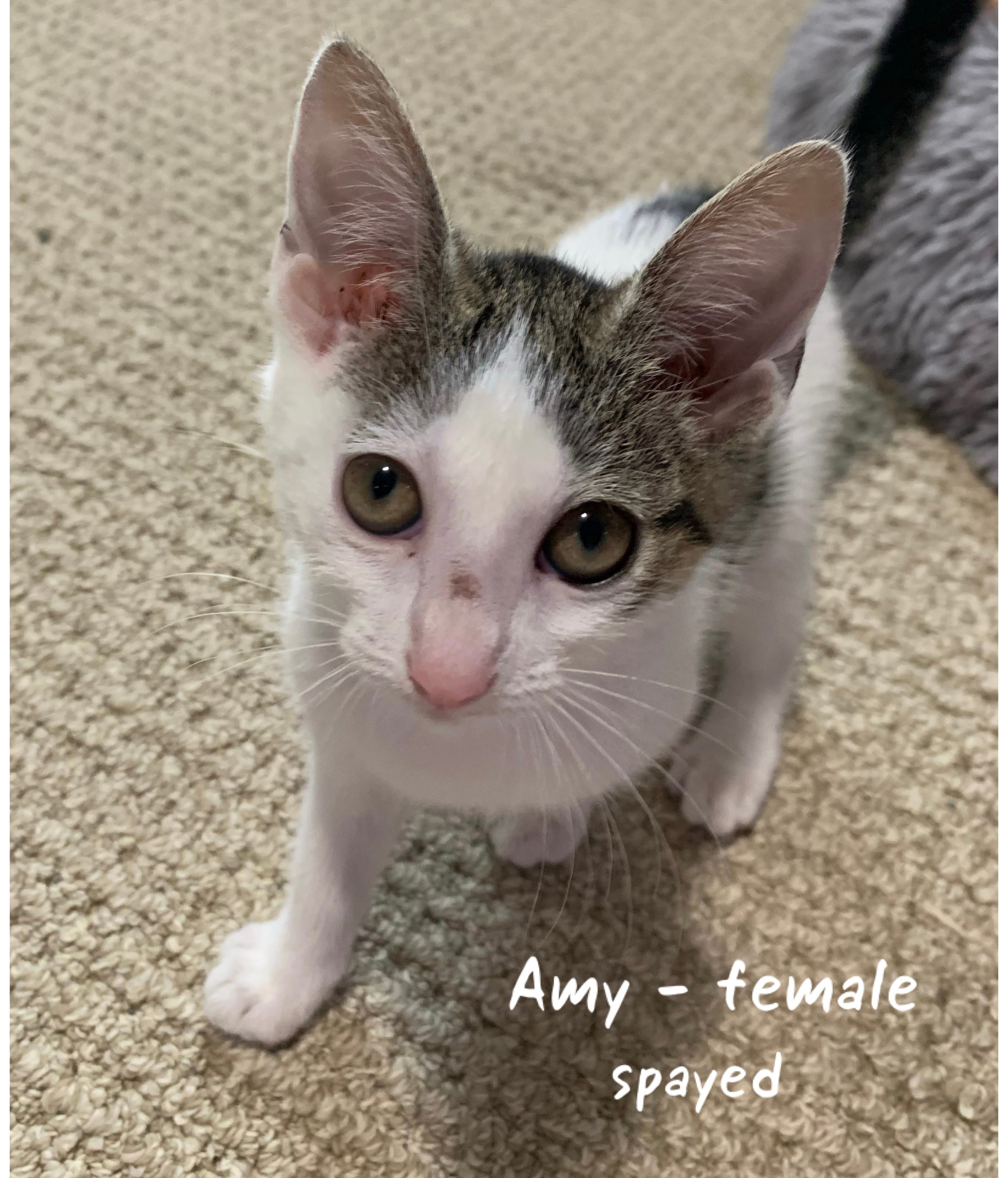 Amy