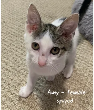 Amy