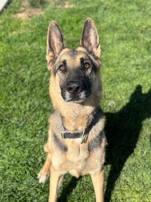 Levi
