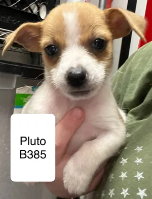 Pluto