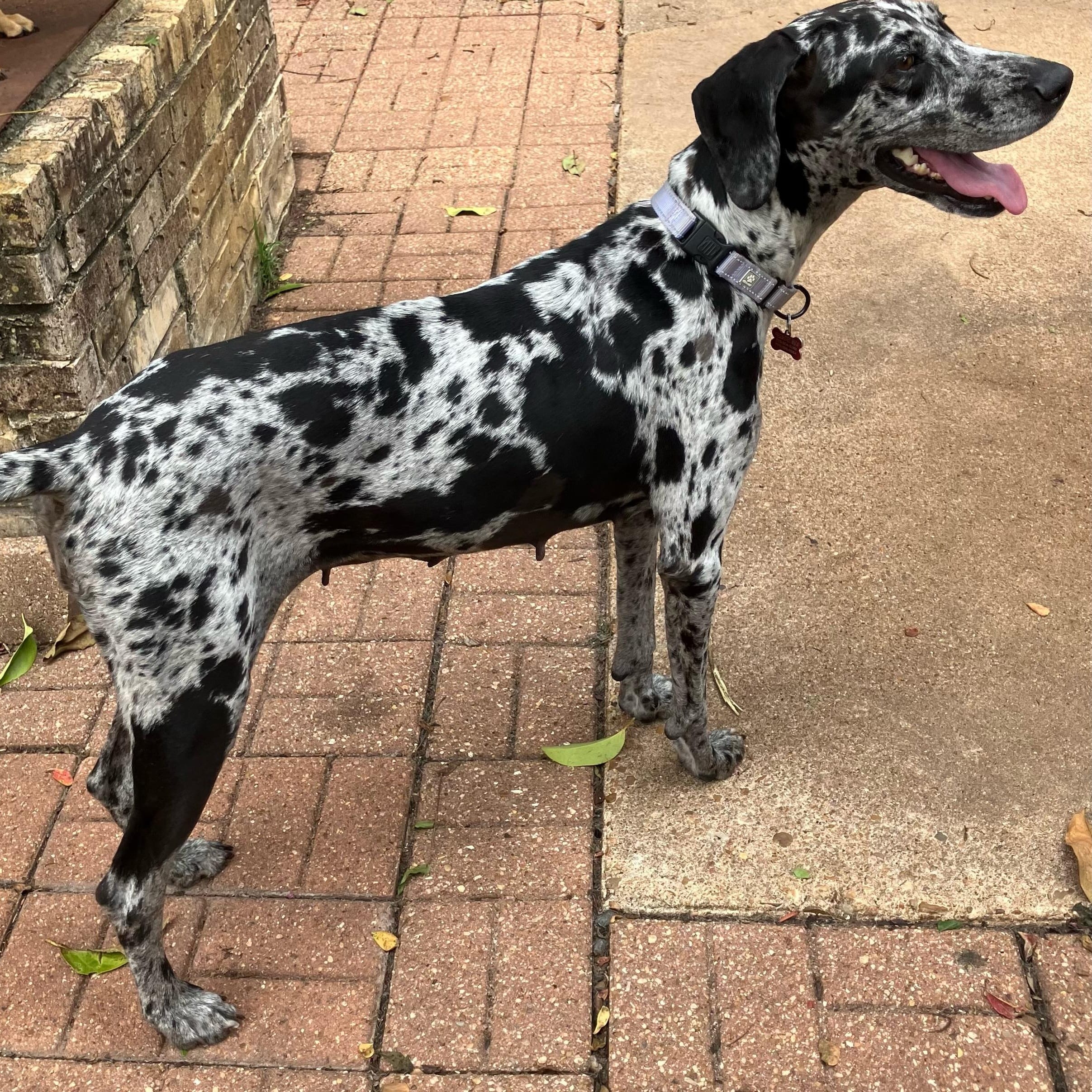 Caroline - Sweetest Girl, Affectionate, Charming and Great with Dogs and Cats